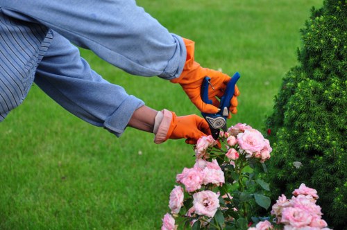 A gardener wearing a light blue long-sleeved shirt and bright orange gardening gloves is trimming a pink flowering shrub with garden pruning shears in a well-maintained backyard. The garden features a lush, evenly cut green lawn extending in the background, bordered by various shrubs and a dense, dark green coniferous bush on the right side. The soil around the base of the shrub appears healthy and moist, with a clean edging separating it from the grass. The scene is set outdoors on a clear, bright day, suggesting good weather conditions suitable for gardening work. This image exemplifies professional garden maintenance, which a company like Lawn Mowing Balham might provide to keep outdoor areas tidy and attractive, especially in residential gardens within the Balham area of South London, TW postcode zone.