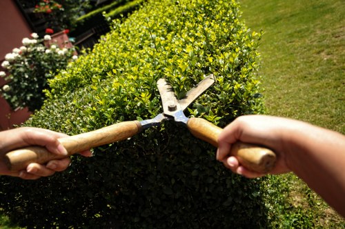 Seasonal lawn care in Balham